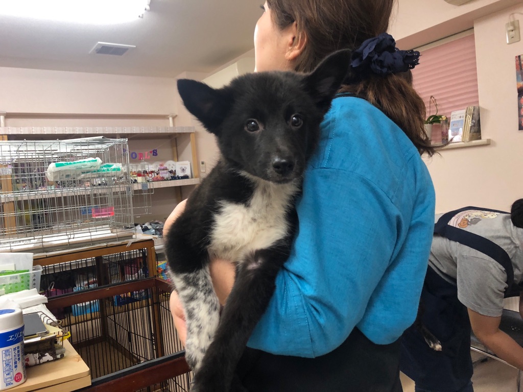 ボーダーコリーの子犬 里親募集です シェアのご協力をお願い致します Npo法人ペット里親会 ボーダーコリーの子犬 里親募集です シェアのご協力をお願い致します Npo法人ペット里親会