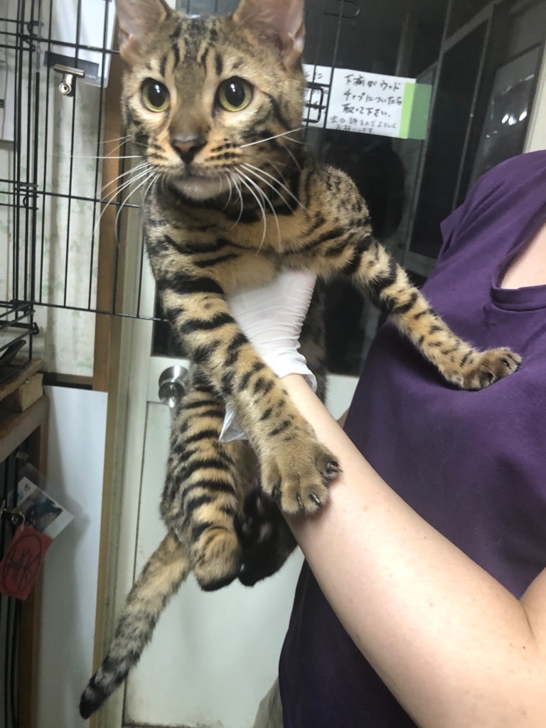 脱肛だったベンガルの コッコちゃん、里親募集です。 : NPO法人ペット 