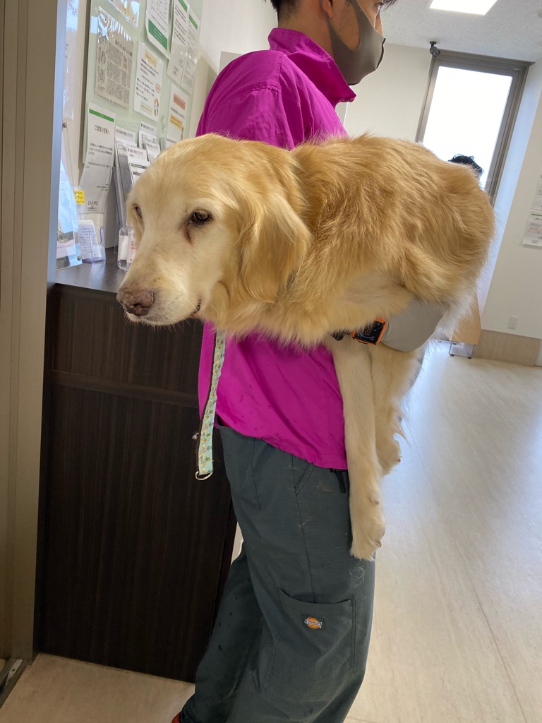 犬のストレッチャーの件です Npo法人ペット里親会