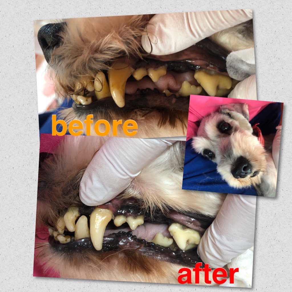 無麻酔歯石取りのお知らせです Npo法人ペット里親会