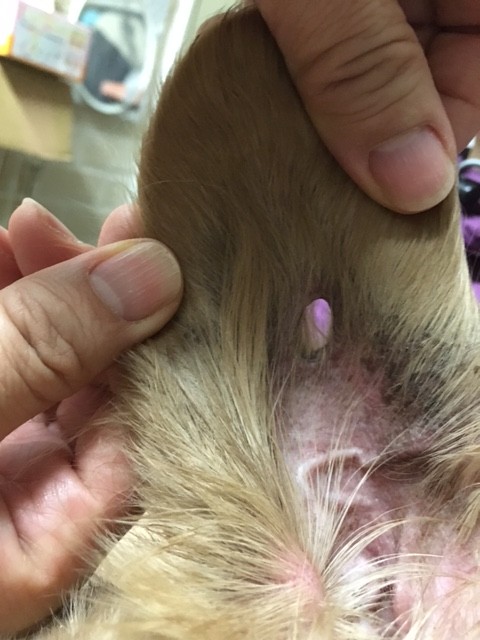 この子も 耳に大きな穴が開いています そしてお腹には 糸がつきっぱなし 哀しい繁殖犬です Npo法人ペット里親会