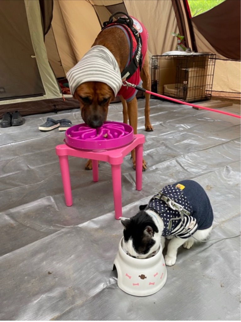土佐犬の凛花ちゃん通信 Npo法人ペット里親会