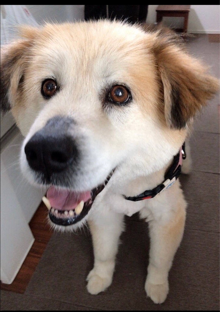 ご機嫌なラブリーちゃん と メル エル ハンナちゃん Npo法人ペット里親会