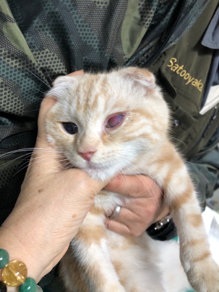 猫達も 病気 老猫 スコ病 Npo法人ペット里親会 猫達も 病気 老猫 スコ病 Npo法人ペット里親会