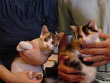 DSC03960