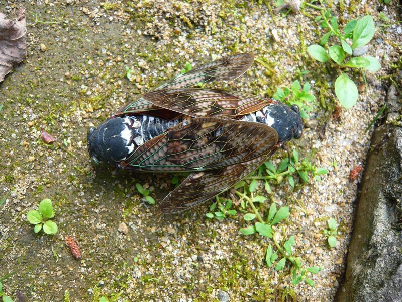 夜中の来訪者 蝉の一生 さとりの悟り