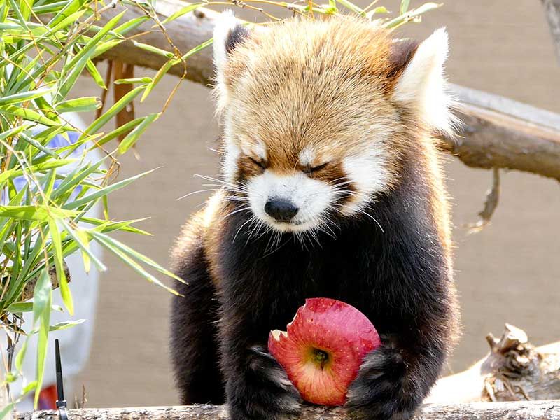 東方 怒りの大妖怪ぬえちゃん レッサーパンダ 東方おねえちゃんまとめ