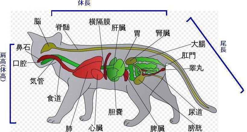 東方 しっぽの付け根ぽんぽん 東方おねえちゃんまとめ