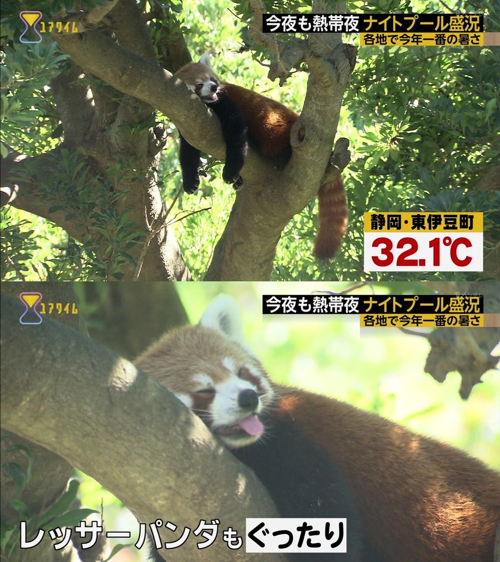 東方 怒りの大妖怪ぬえちゃん レッサーパンダ 東方おねえちゃんまとめ