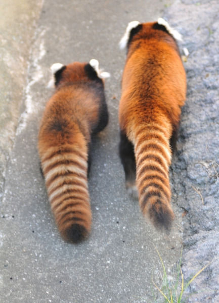 東方 鵺 レッサーパンダ 東方おねえちゃんまとめ