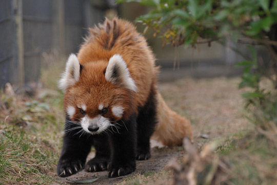 東方 怒りの大妖怪ぬえちゃん レッサーパンダ 東方おねえちゃんまとめ