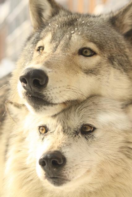 東方 オオカミ霊かわいいよね 東方おねえちゃんまとめ