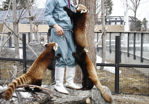 東方 大妖怪の恐ろしい威嚇 レッサーパンダ 東方おねえちゃんまとめ