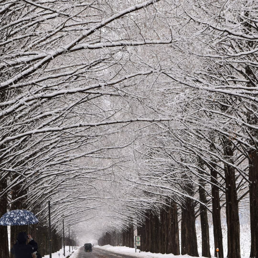 マキノ雪景色 森に近い生活 父親の子育て 心理臨床 スキー 剣道 野球