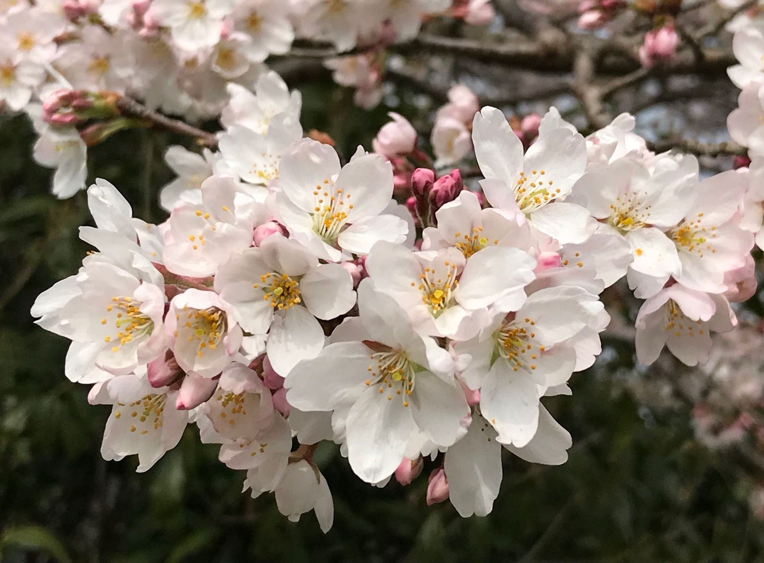 写真撮影術 必ず綺麗に撮れる桜写真の3つのコツ 人生を雅やかに楽しむ 雅楽と戯言ゆるゆると 写真撮影術 必ず綺麗に撮れる桜写真の3つのコツ 人生を雅やかに楽しむ 雅楽と戯言ゆるゆると
