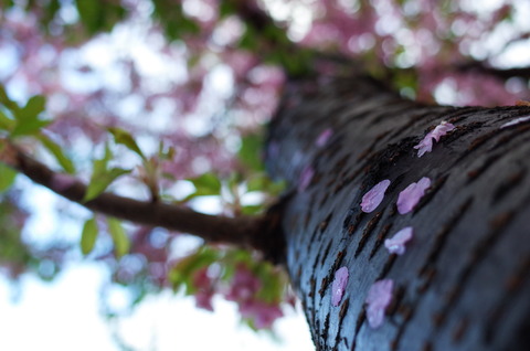 20140402-桜