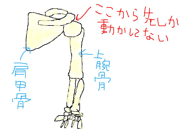 肩甲骨を含めて 腕なんです 肩甲骨を意識する アラフォー整体師の七転八起 In吹田市岸辺re Bone