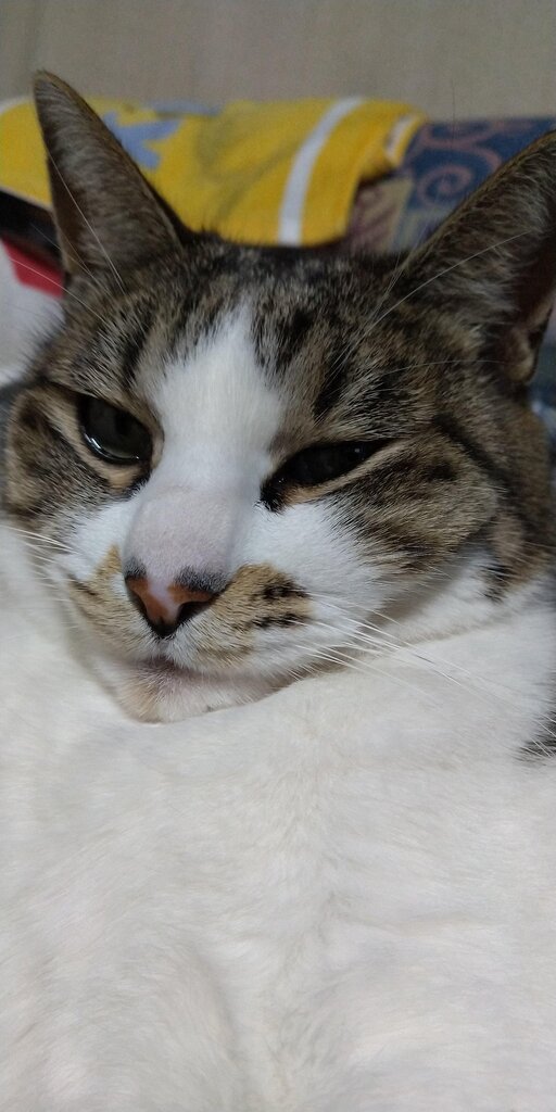 モフモフ襲来 パブログ モフモフ襲来 パブログ