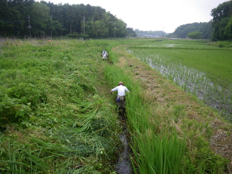 2019-06-07 10-46-46_0007ﾏｺﾓ刈上流2