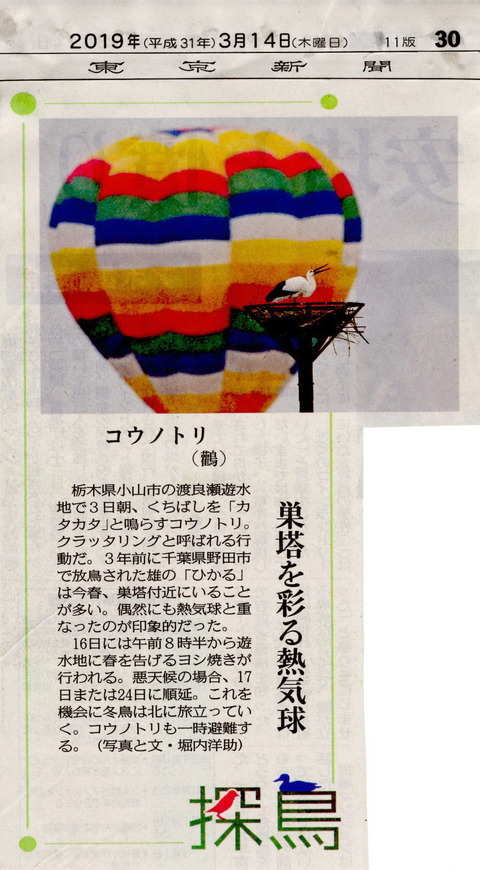 20190314東京新聞ｺｳﾉﾄﾘ