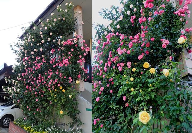 つるバラの剪定 誘引 終了 5月の花を夢見て 妙高ロココの庭