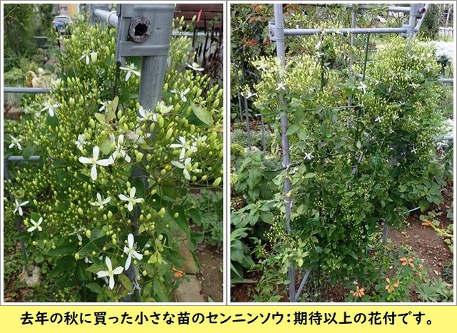 センニンソウ合