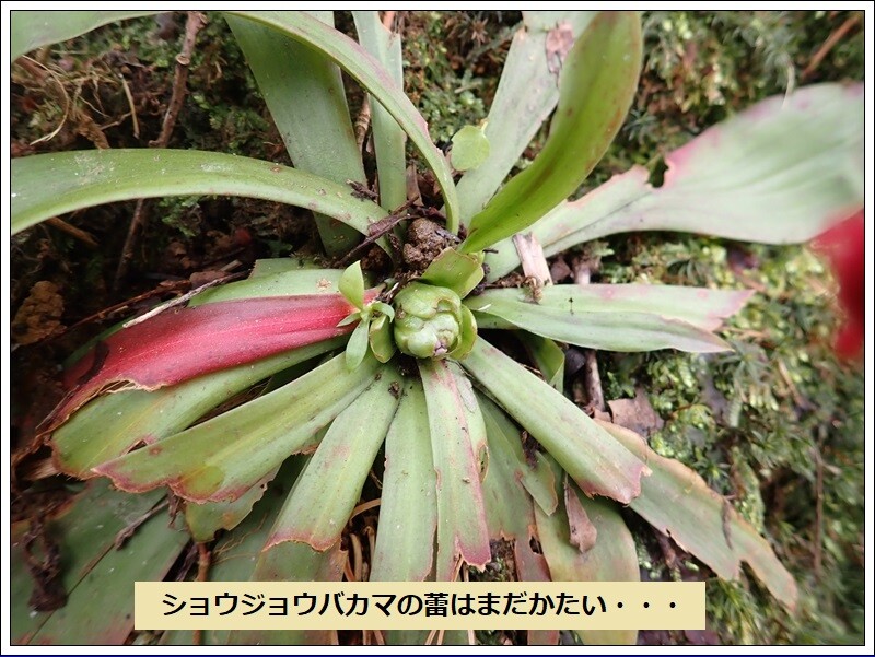 ショウジョウバカマ