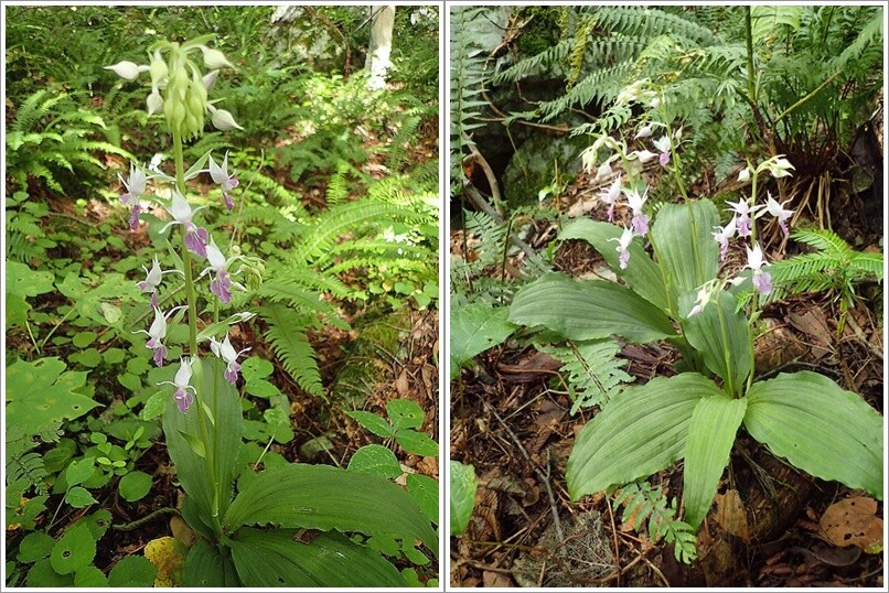 夏エビネのふる里 自生地 妙高ロココの庭