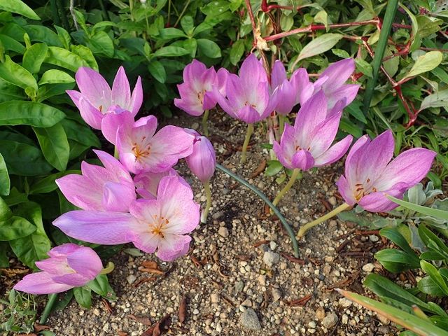 コルチカムの咲く頃 妙高ロココの庭