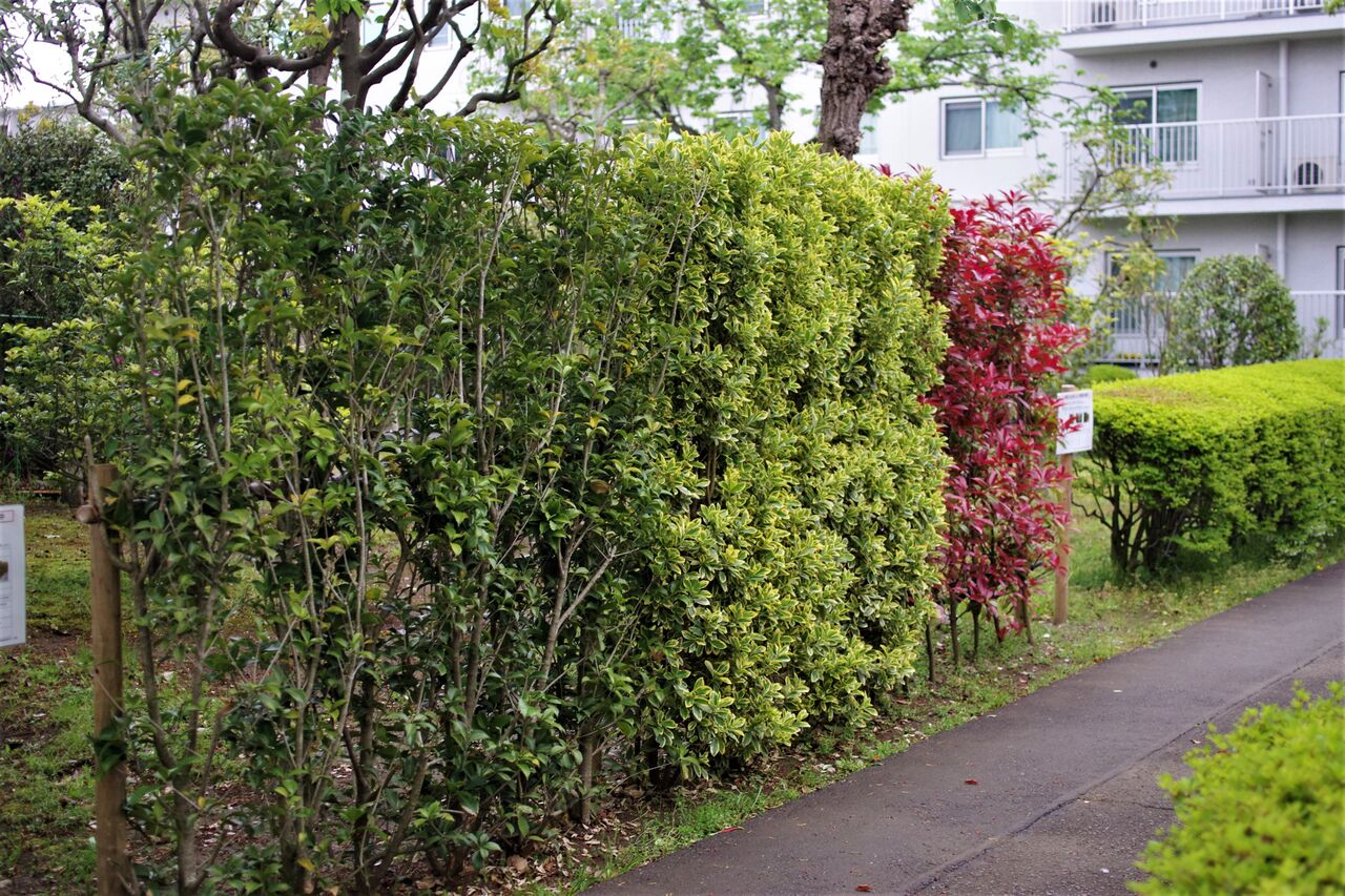 生垣選定試験中 里山里海だより