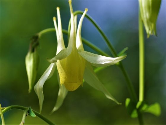 下向きに花を付けるヤマオダマキ 里山里海だより 下向きに花を付けるヤマオダマキ 里山里海だより
