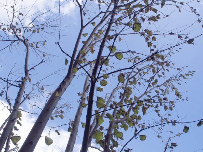 樹木の香り Satoyanのうちごはん