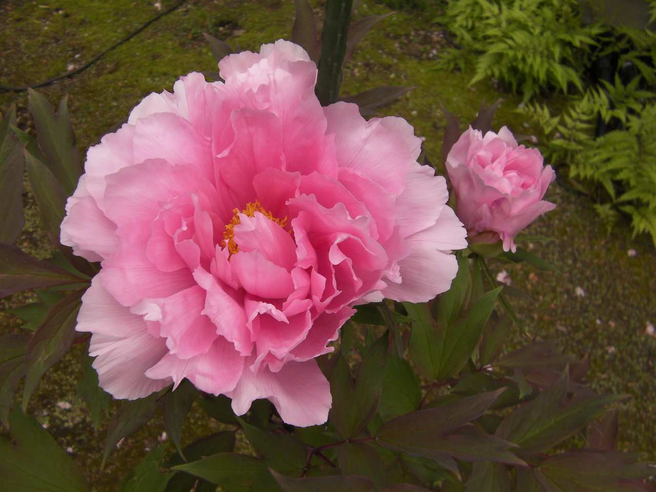 牡丹の花 : 彩月satsukiの料理帖