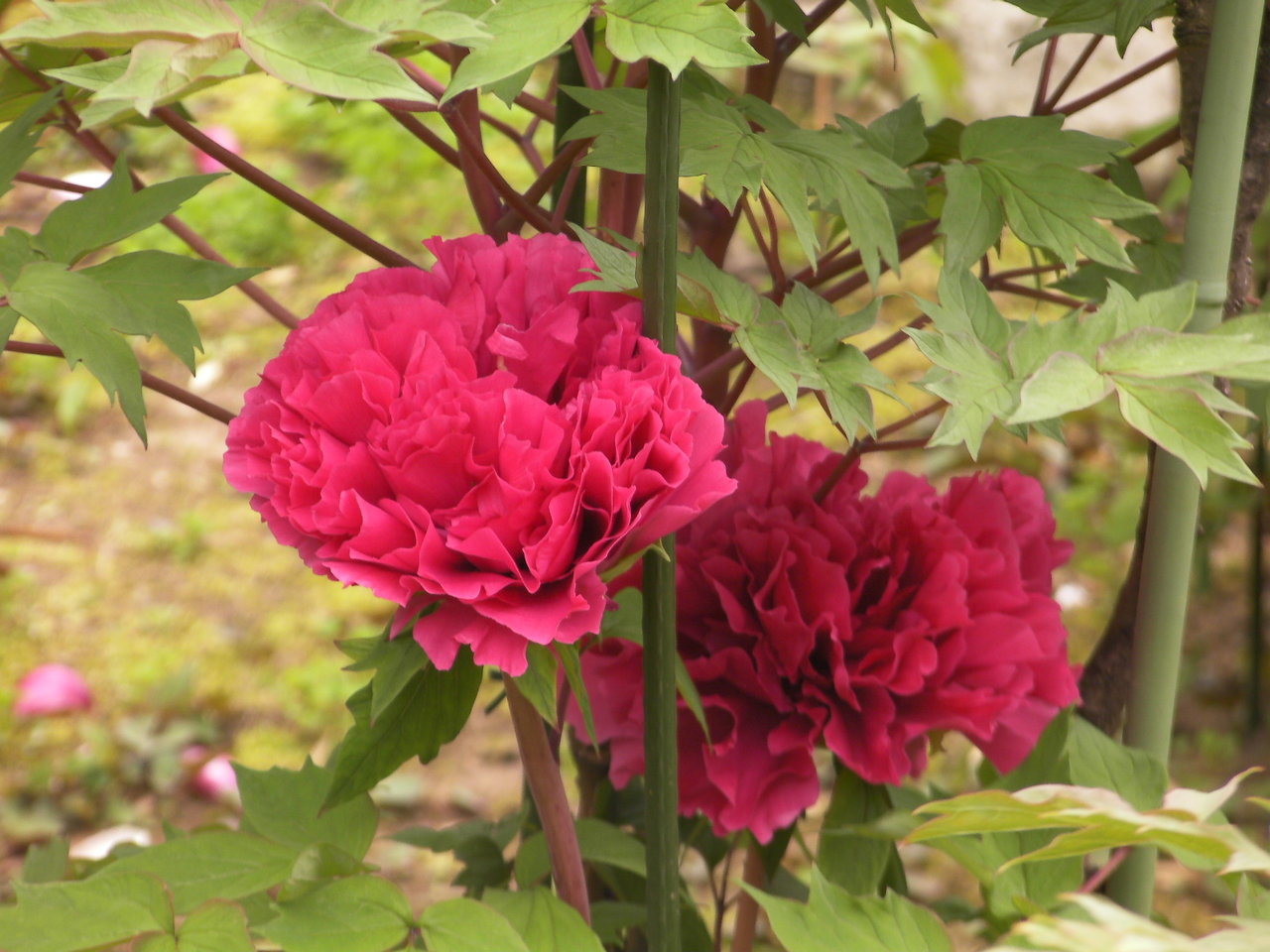 和菓子で作られた牡丹の花です、食べれますが、飾り物が良いと思います