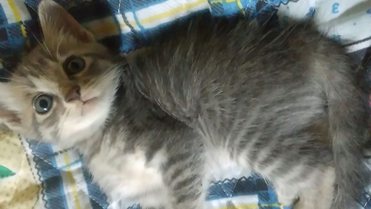 癒し 動物 夫婦の日常と病気のお話