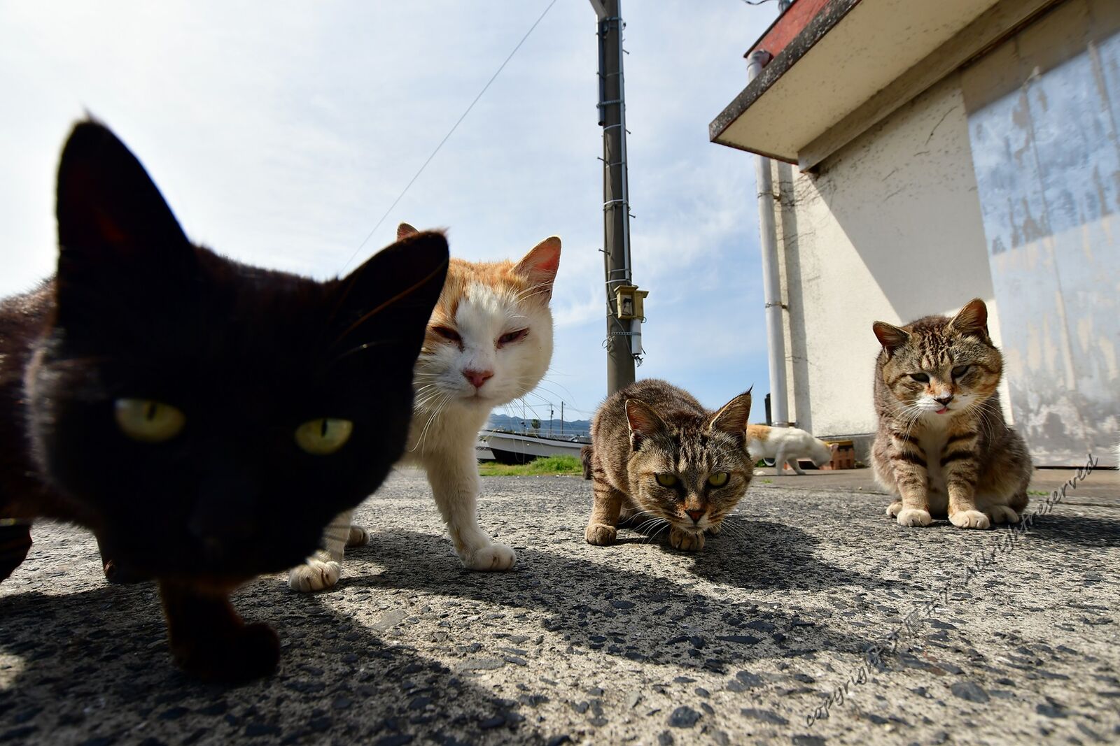 睨まれる さつまのねこ撮り屋 大鷹 7 睨まれる さつまのねこ撮り屋 大鷹 7