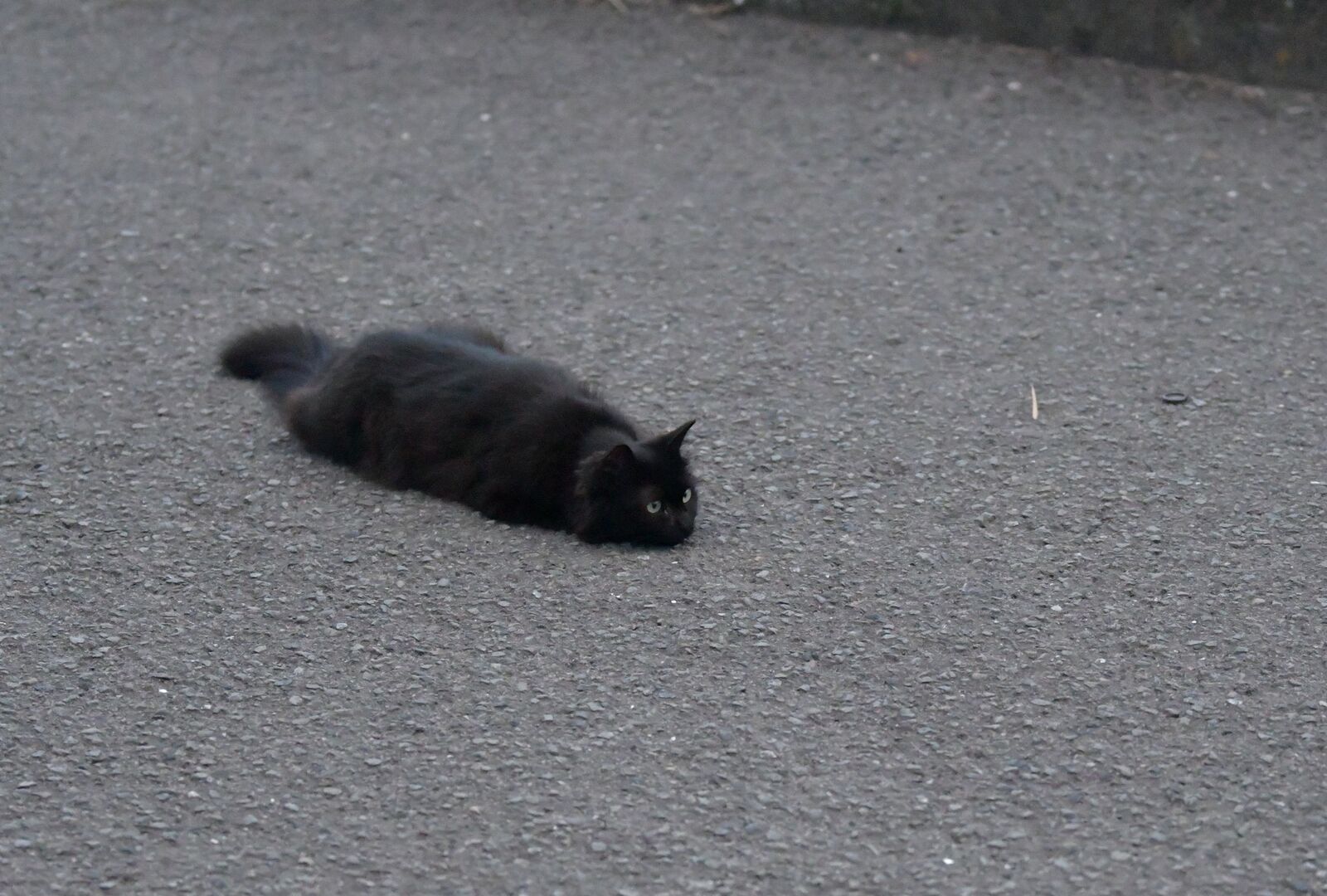 つちのこ さつまのねこ撮り屋 大鷹 7 つちのこ さつまのねこ撮り屋 大鷹 7