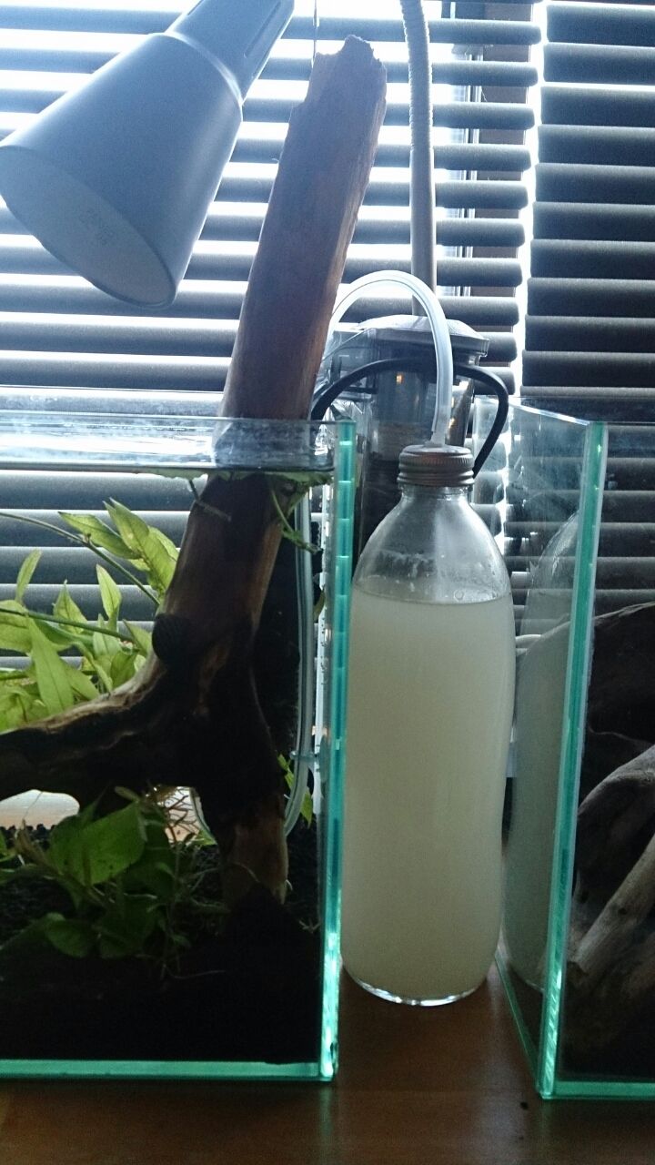 自作発酵式co2 Sauky S Aqua 自作発酵式co2 Sauky S Aqua
