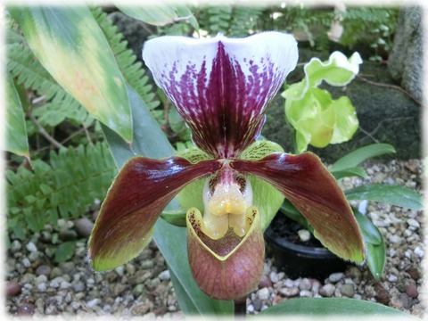 Paphiopedilum