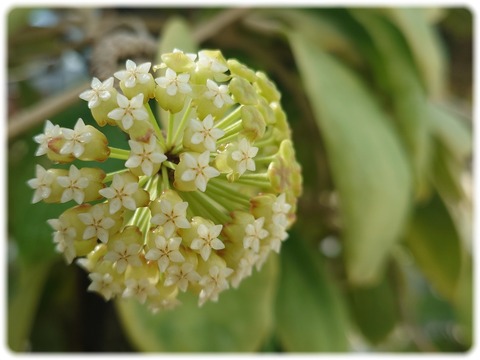 Hoya incrassata
