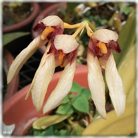 バルボフィラム