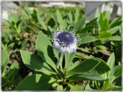 グロブラリア・サルコフィラ‘ブルー・アイ’