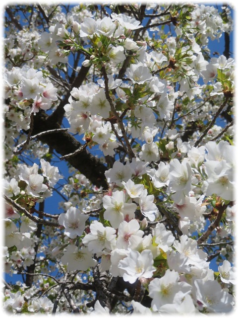 オオシマザクラ