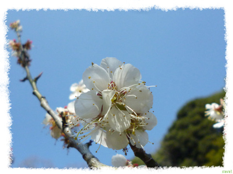 春日野