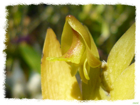 Dendrobium anceps