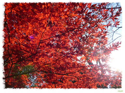 紅葉