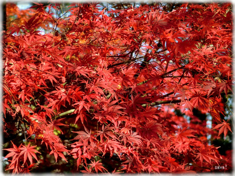 東京都立神代植物公園_05