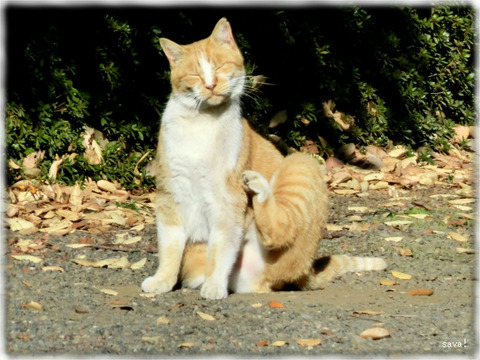 東京都立神代植物公園の猫
