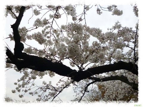 小石川植物園