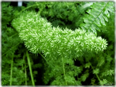 アスパラガス・デンシフロルス‘マイアーズ’